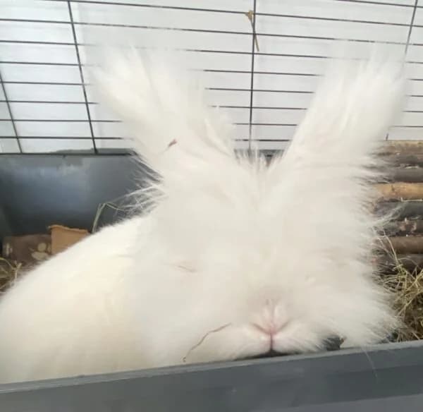 Snowball, female young mixed breed for adoption at Animals In Need Northants
