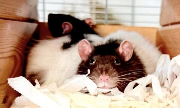 Sparkle & Sugar, female young mixed breed for adoption at Animals In Need Northants