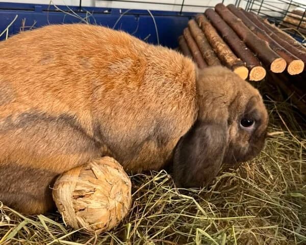 Stitch, male young Mixed Breed for adoption at Animals In Need Northants