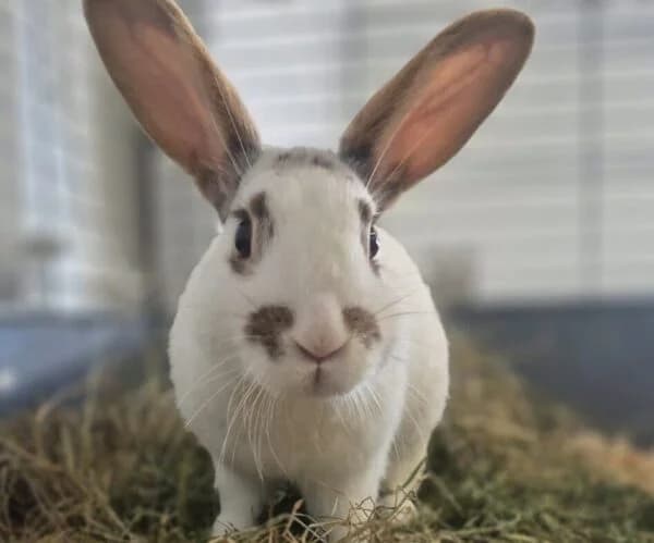 Storm, male Mixed Breed for adoption at Animals In Need Northants