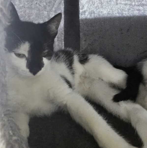 Brook & Reed (Summer & River Reserved), male puppy Mixed Breed Cat for adoption at Animals In Need Northants