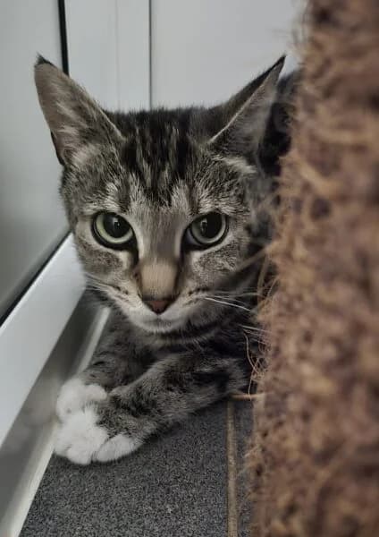 Susan, female young Mixed Breed Cat for adoption at Animals In Need Northants