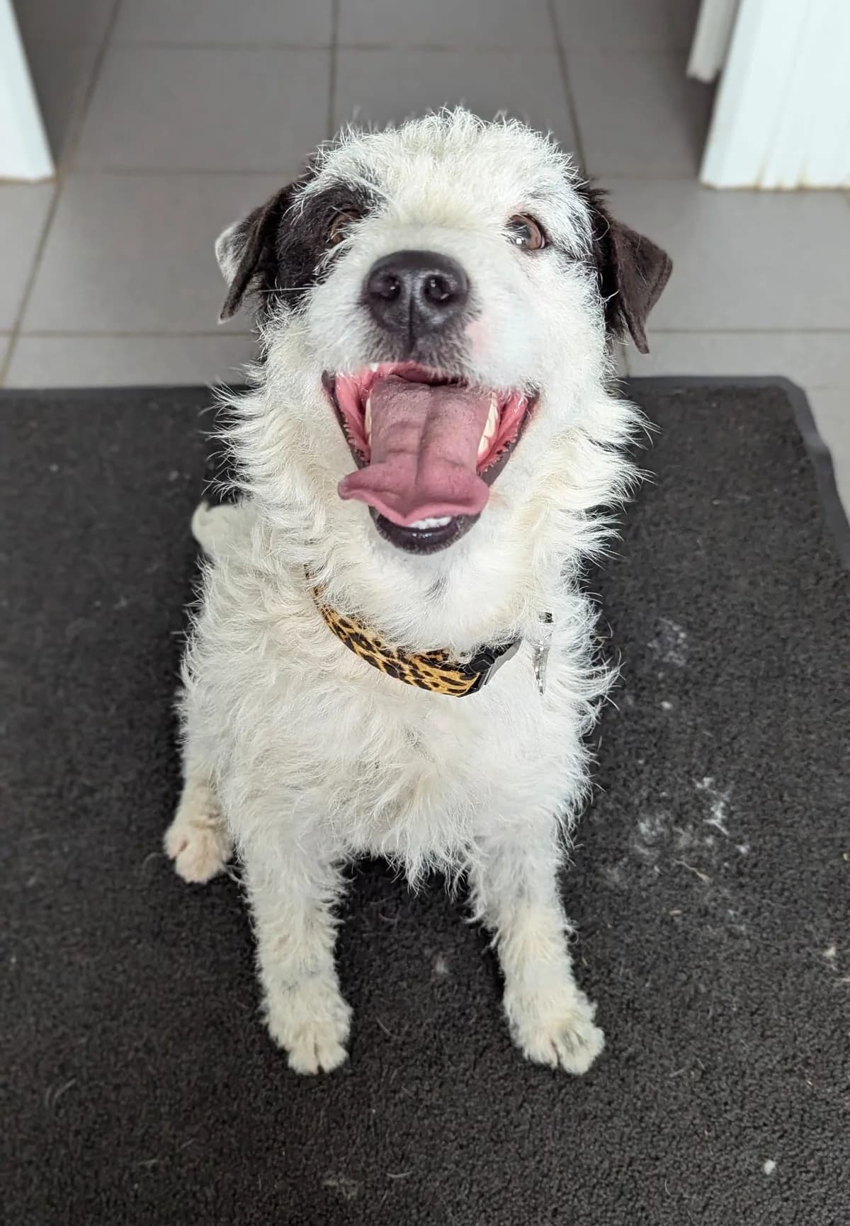 Tessa, mixed breed for adoption at Animals In Need Northants