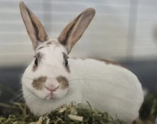 Thumper, male Mixed Breed for adoption at Animals In Need Northants
