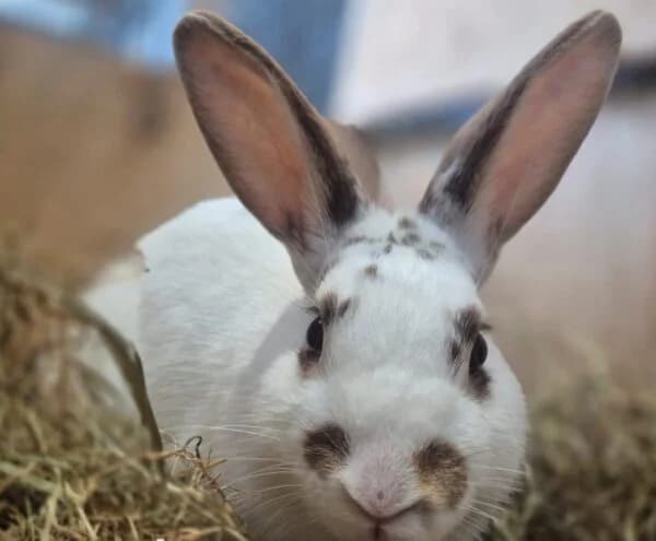 Thunder, male Mixed Breed for adoption at Animals In Need Northants