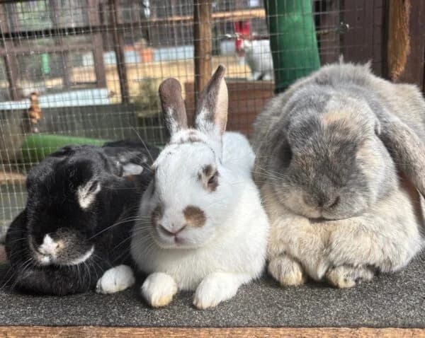 Thunder, Socks & Misty, Mixed Breed for adoption at Animals In Need Northants