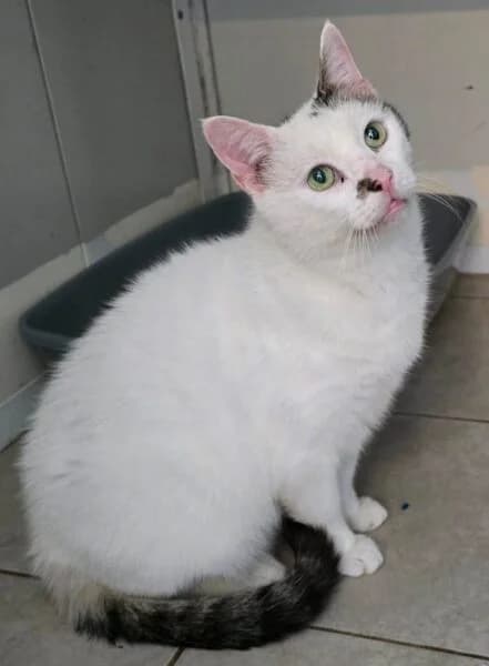 Toby, male senior Mixed Breed Cat for adoption at Animals In Need Northants