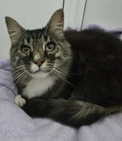 Tony, male senior mixed breed for adoption at Animals In Need Northants