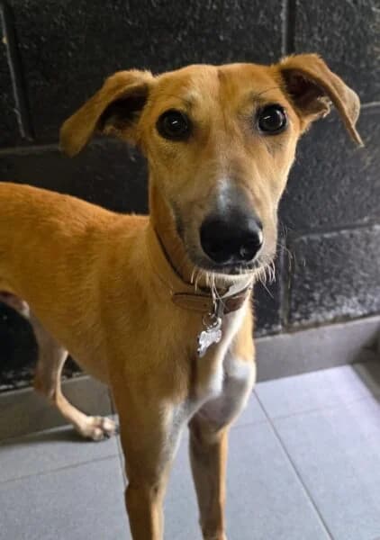 Twix, male puppy Lurcher for adoption at Animals In Need Northants