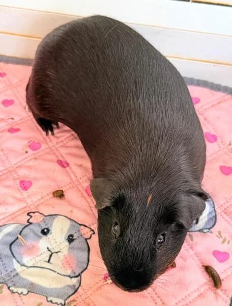 Walter, male young Mixed Breed for adoption at Animals In Need Northants