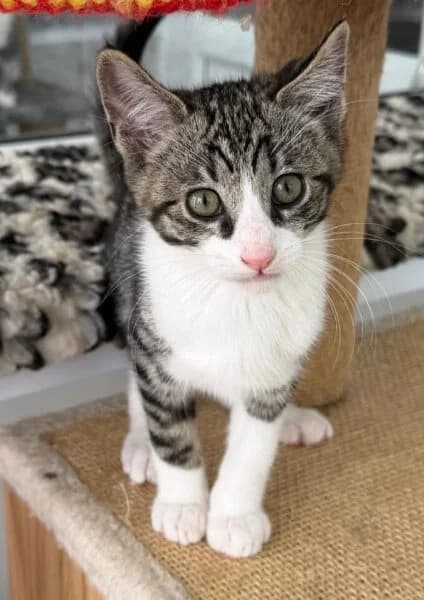Willow, Hazel, Ash, Fraser, Maple & Rowan, young Mixed Breed Cat for adoption at Animals In Need Northants