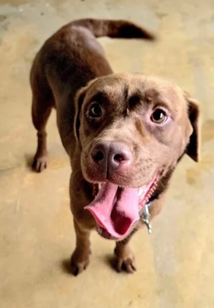 Winnie, female 4yo Labrador Retriever for adoption at Animals In Need Northants