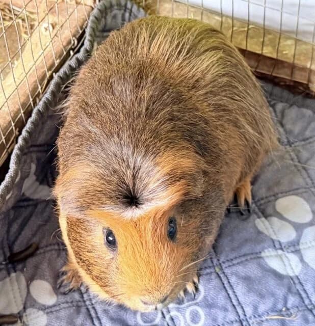 Winston, male young Mixed Breed for adoption at Animals In Need Northants