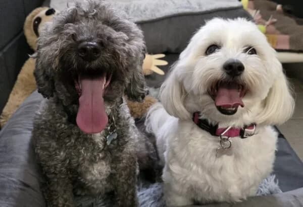Yorkie & Cloughdy, 3yo Mixed Breed for adoption at Animals In Need Northants