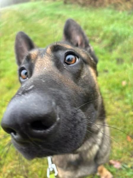Ziggy, male young mixed breed for adoption at Animals In Need Northants