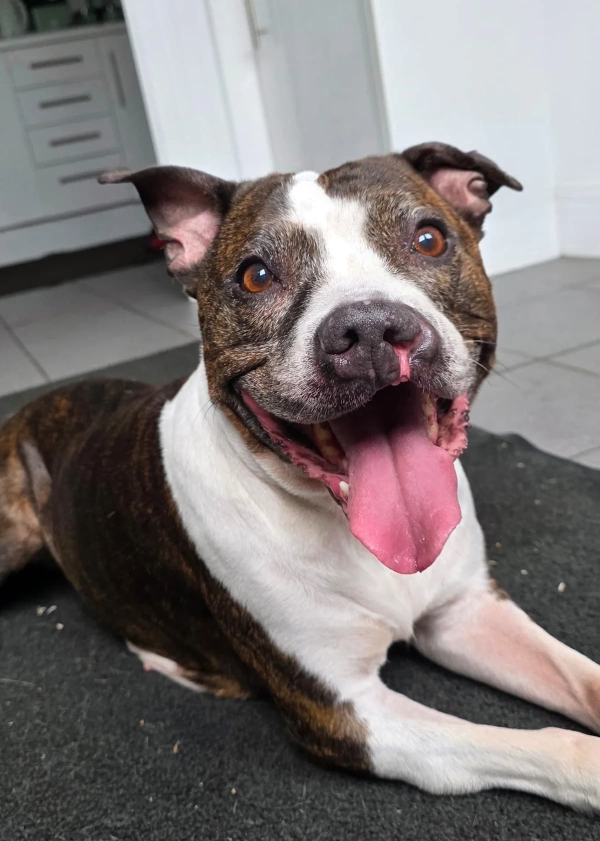 Ziggy, female young Staffordshire Bull Terrier for adoption at Animals In Need Northants