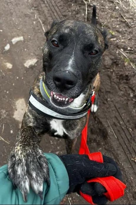 Carly, female mixed breed for adoption at Any Dog