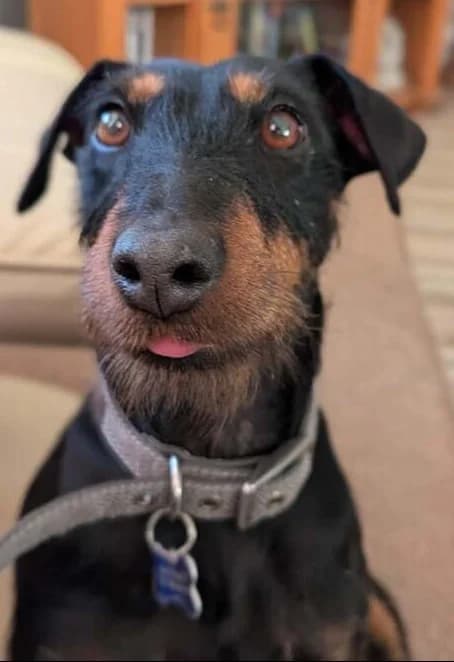 Dolly, female 5yo Mixed Breed for adoption at Any Dog
