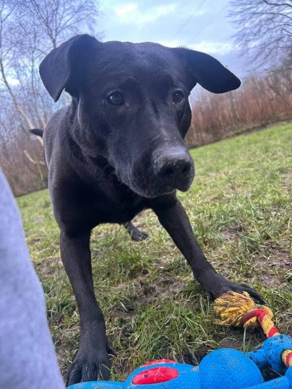 Kia, female 5yo Staffordshire Bull Terrier for adoption at Any Dog