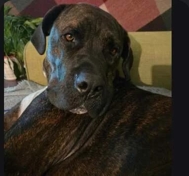 Lexi, female young Mixed Breed for adoption at Any Dog