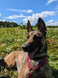 Meg, female Mixed Breed for adoption at Any Dog