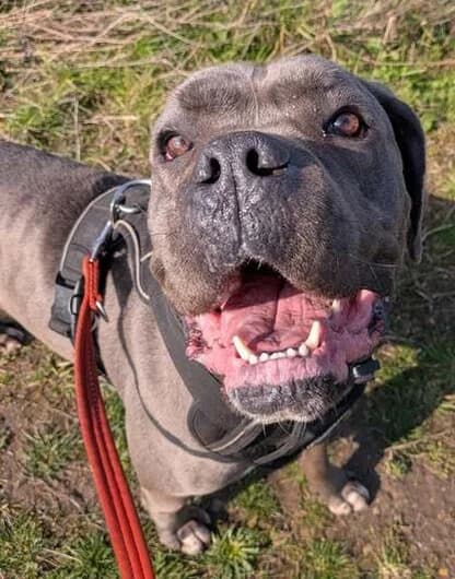 Misty, female Mixed Breed for adoption at Any Dog