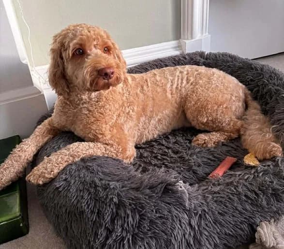 Pablo, male 4yo Mixed Breed for adoption at Any Dog