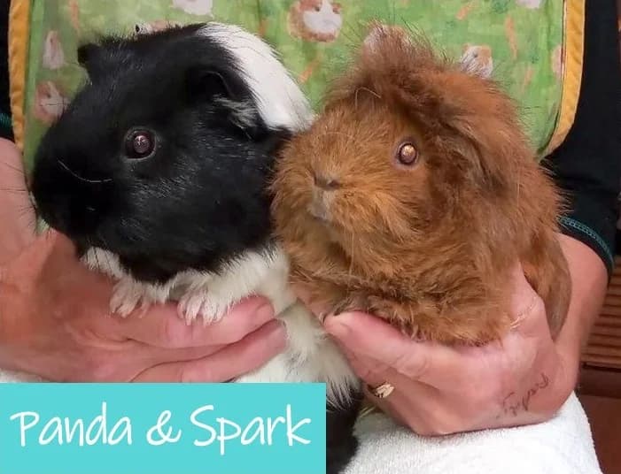 Panda, female 6yo Mixed Breed for adoption at April Lodge Guinea Pig Rescue