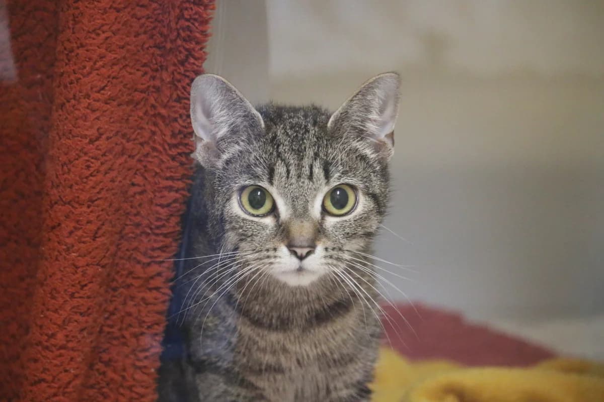 Tori, female Mixed Breed for adoption at Ashbourne & District Animal Welfare Society