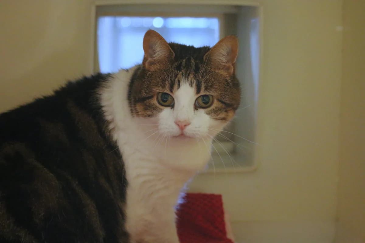 Anna, female Mixed Breed for adoption at Ashbourne & District Animal Welfare Society