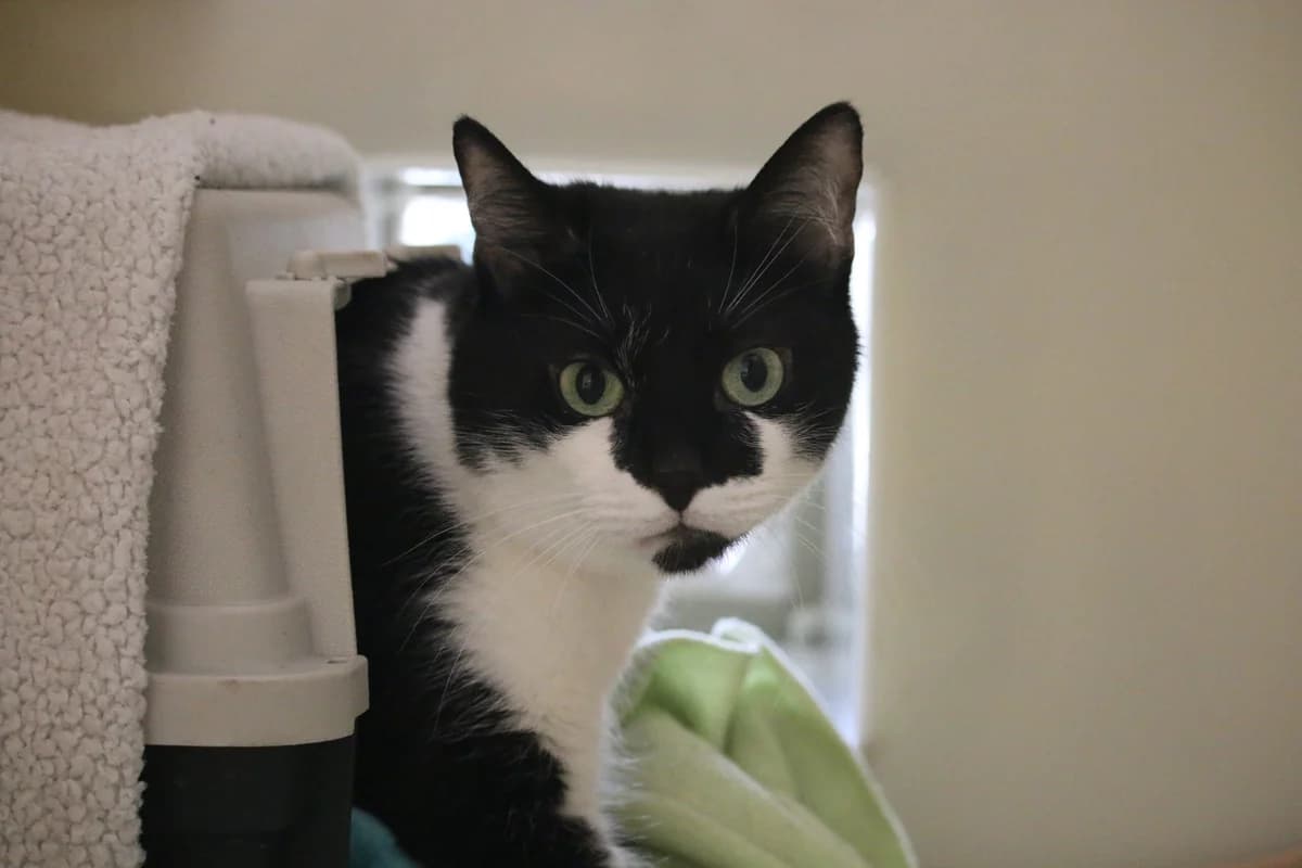 Blaze, male 7yo Mixed Breed for adoption at Ashbourne & District Animal Welfare Society