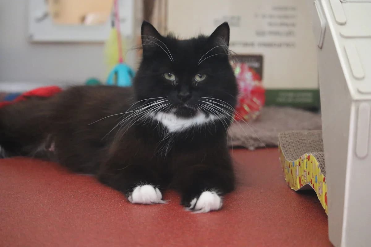 Emily, female puppy Mixed Breed for adoption at Ashbourne & District Animal Welfare Society