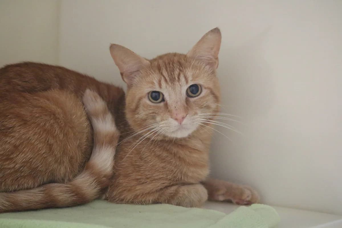 Gareth, male Mixed Breed for adoption at Ashbourne & District Animal Welfare Society