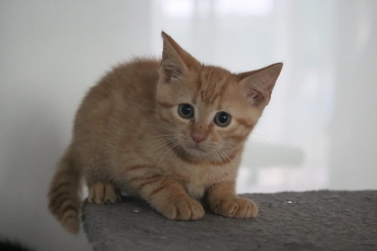 Kitten, male puppy Mixed Breed for adoption at Ashbourne & District Animal Welfare Society
