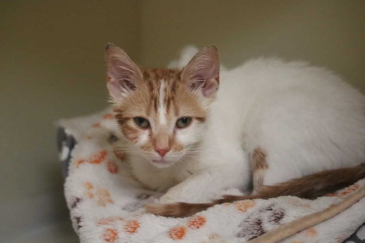 Kitten, male puppy Mixed Breed for adoption at Ashbourne & District Animal Welfare Society