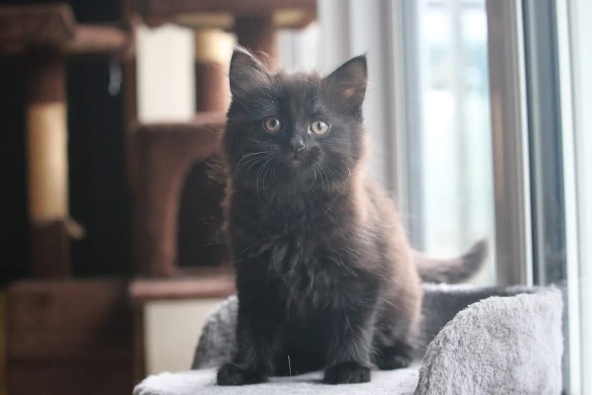 Kitten, male puppy Mixed Breed for adoption at Ashbourne & District Animal Welfare Society