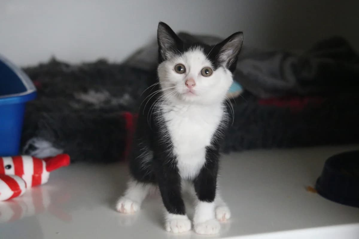 Kitten, female puppy Mixed Breed for adoption at Ashbourne & District Animal Welfare Society
