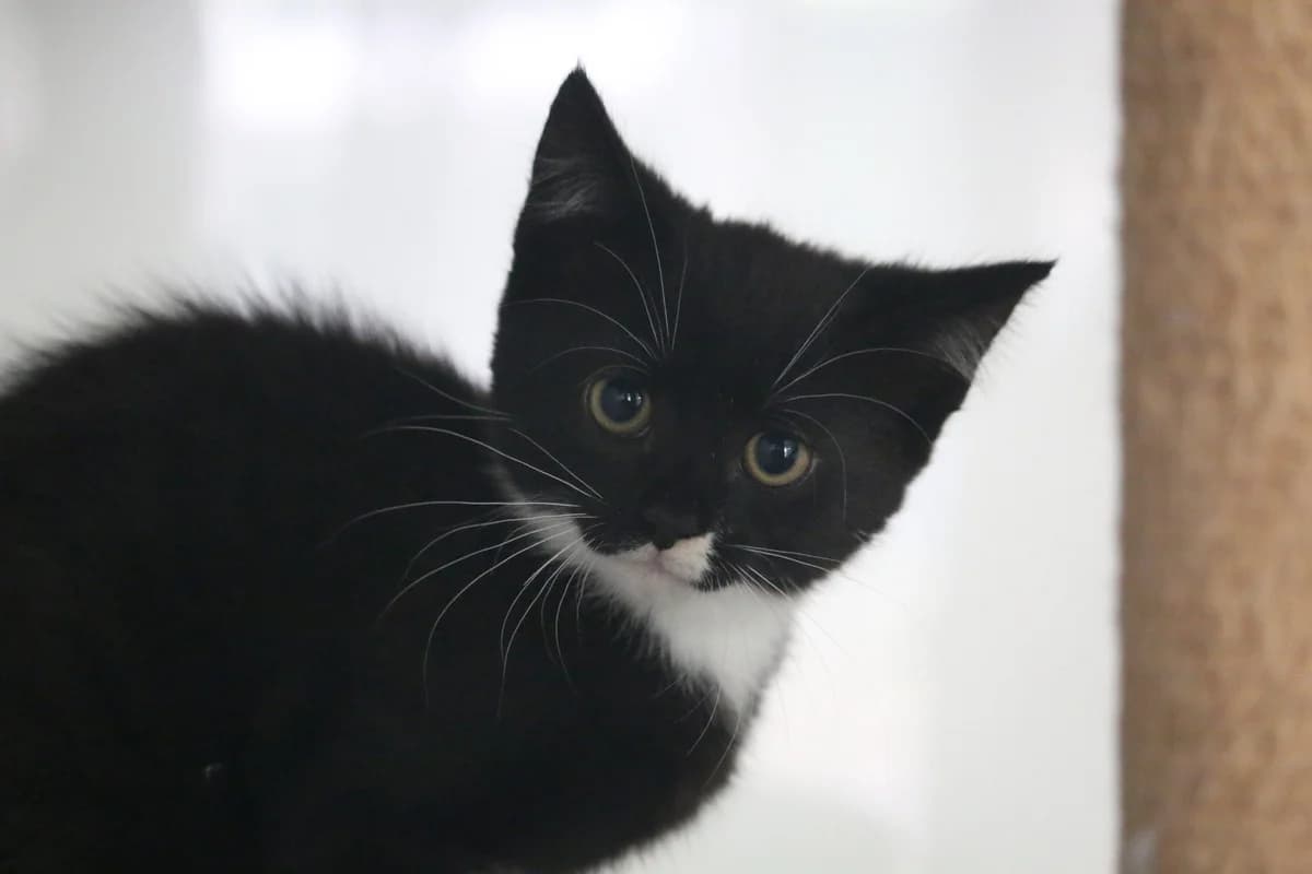 Kitten, female puppy Mixed Breed for adoption at Ashbourne & District Animal Welfare Society
