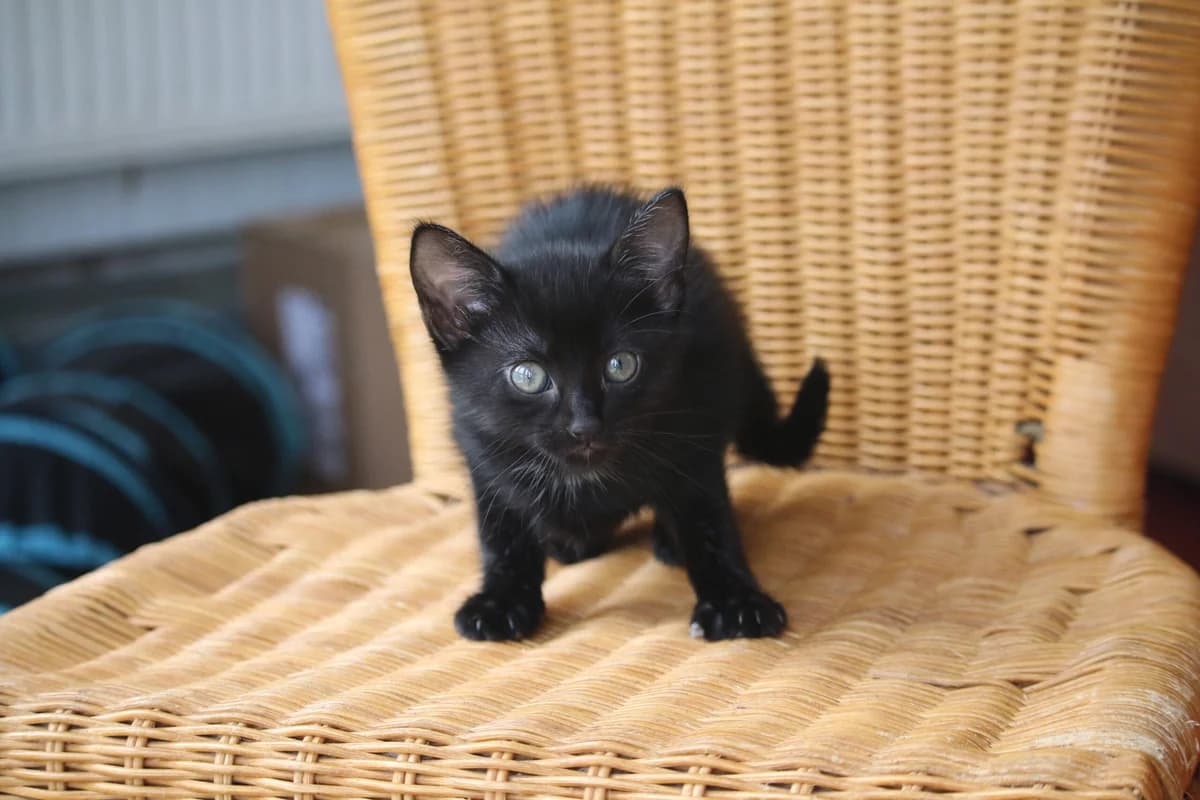 Kitten: Cora, female puppy Mixed Breed for adoption at Ashbourne & District Animal Welfare Society
