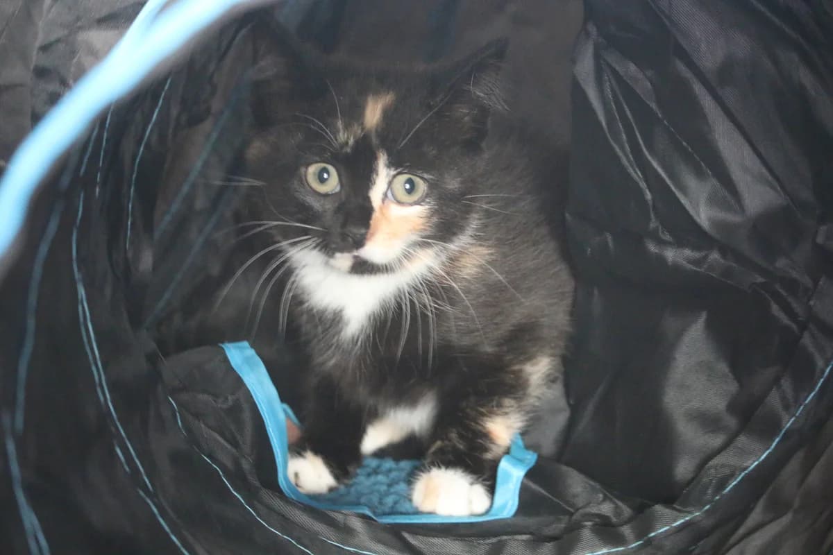 Kitten, female puppy Mixed Breed for adoption at Ashbourne & District Animal Welfare Society