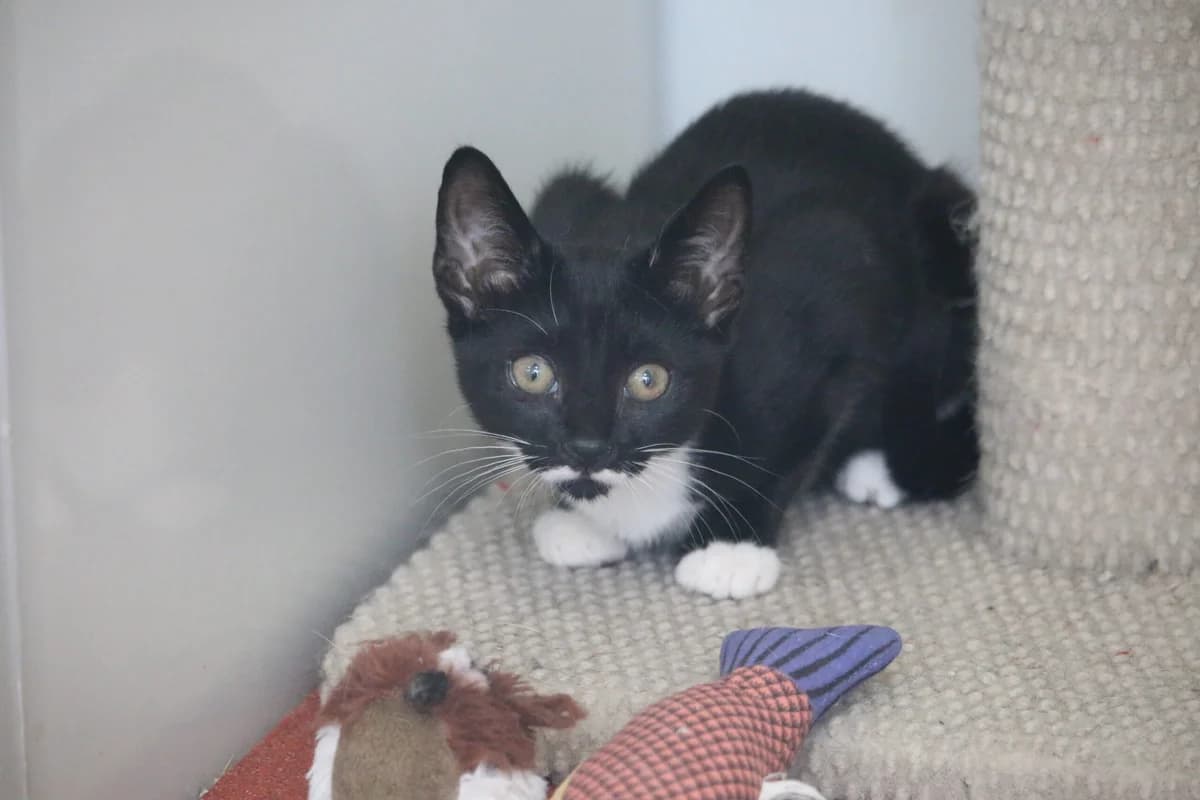 Kitten, female puppy Mixed Breed for adoption at Ashbourne & District Animal Welfare Society