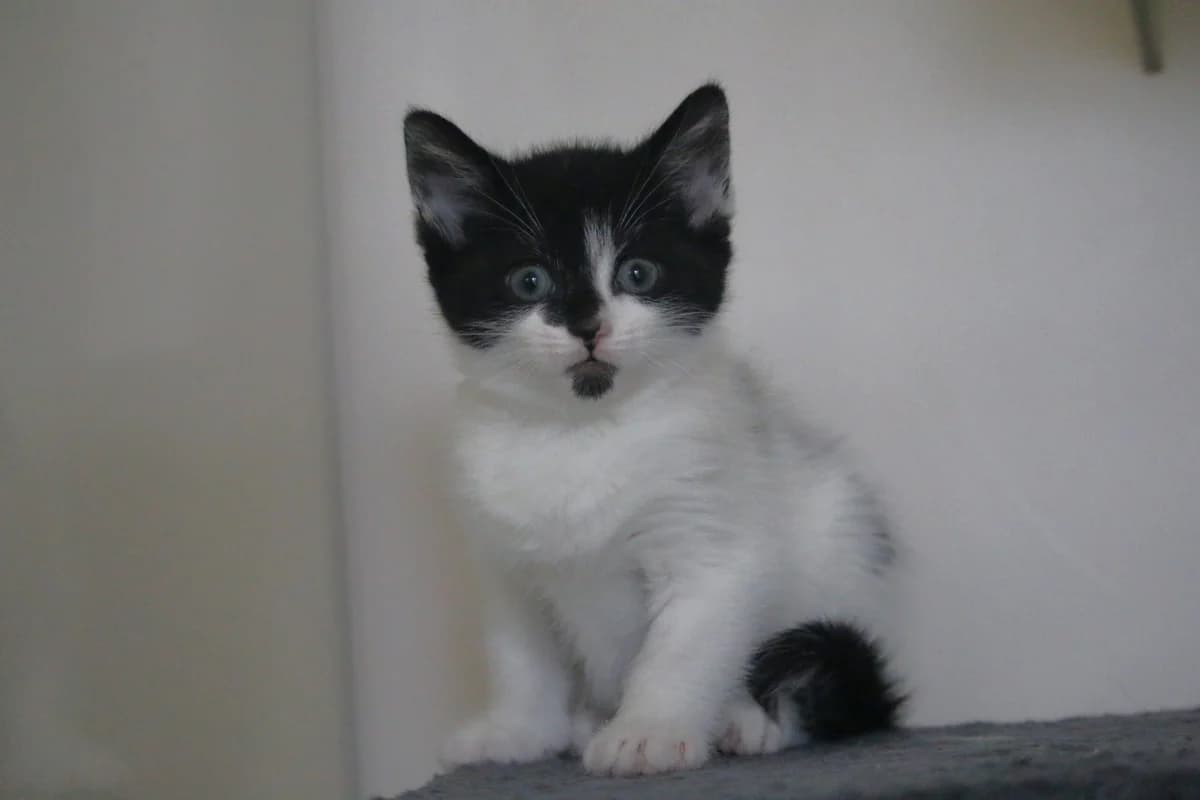 Kitten: Pansy, female puppy Mixed Breed for adoption at Ashbourne & District Animal Welfare Society