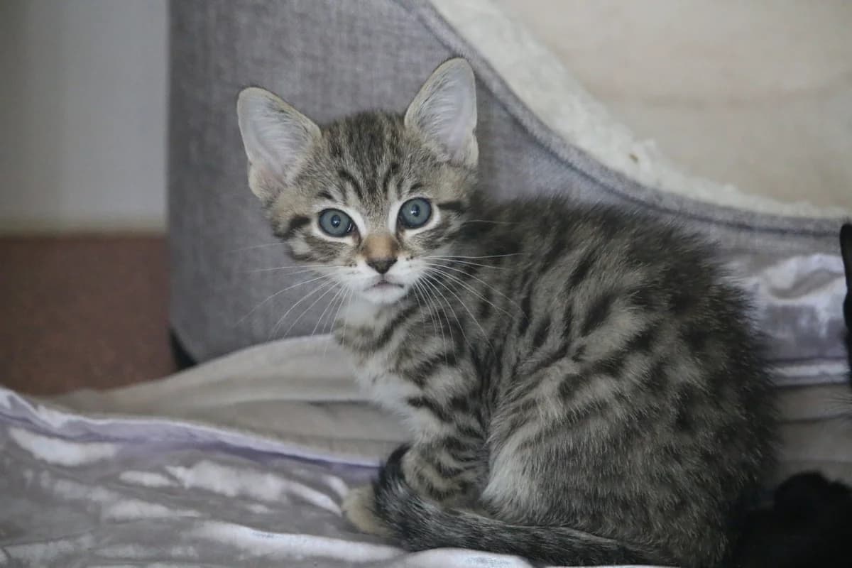 Kitten, male puppy Mixed Breed for adoption at Ashbourne & District Animal Welfare Society