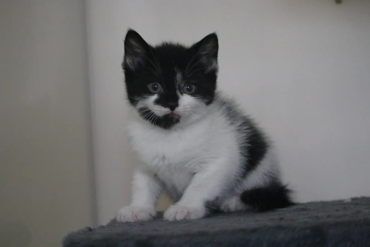 Kitten: Tulip, female puppy Mixed Breed for adoption at Ashbourne & District Animal Welfare Society