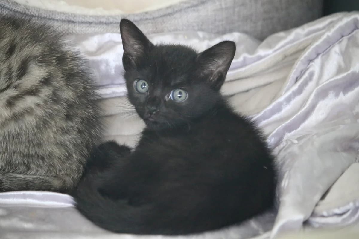 Kitten, female puppy Mixed Breed for adoption at Ashbourne & District Animal Welfare Society