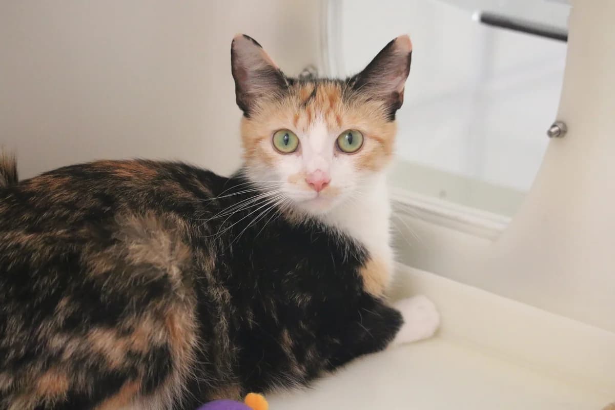 Lizzie, female puppy Mixed Breed for adoption at Ashbourne & District Animal Welfare Society