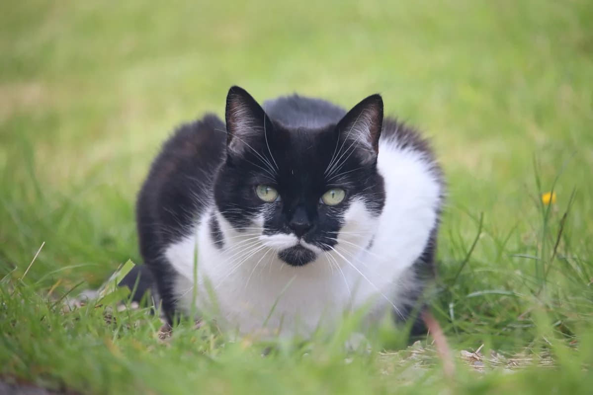 Lucy, female Mixed Breed for adoption at Ashbourne & District Animal Welfare Society