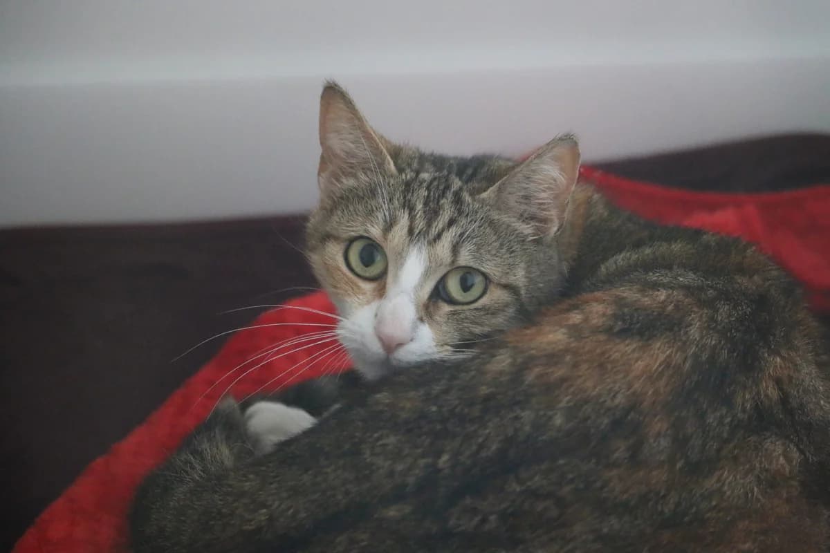Lucy Tu, female Mixed Breed for adoption at Ashbourne & District Animal Welfare Society