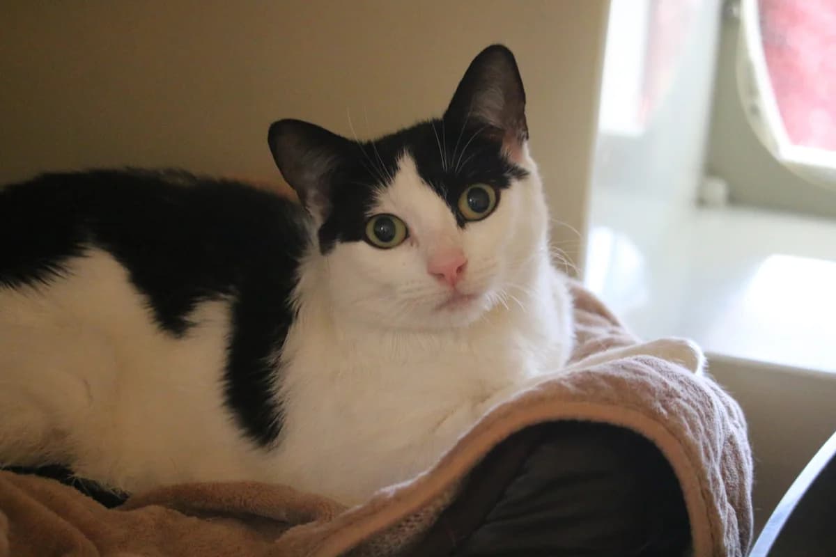Mimi, female young Mixed Breed for adoption at Ashbourne & District Animal Welfare Society