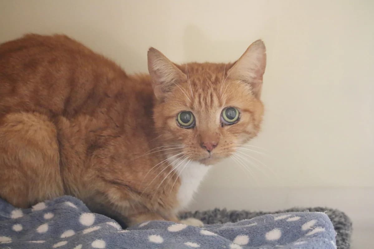 Pud, male senior Mixed Breed for adoption at Ashbourne & District Animal Welfare Society